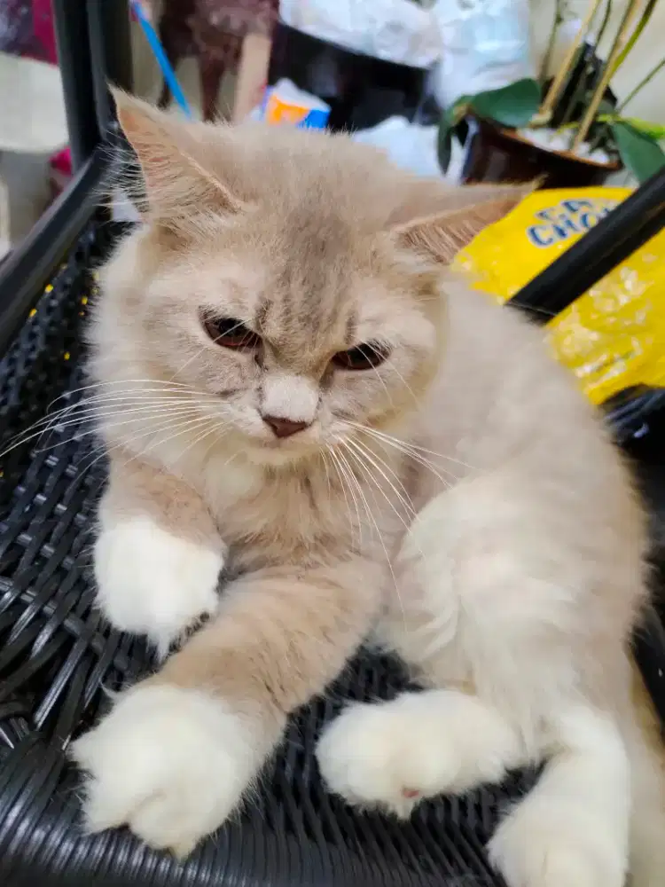Kucing dewasa Persia warna coklat cream