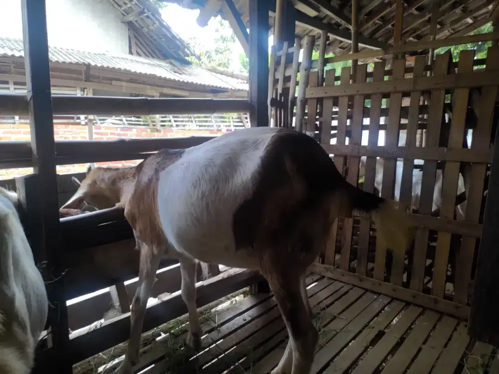 Kambing Jawa Randu