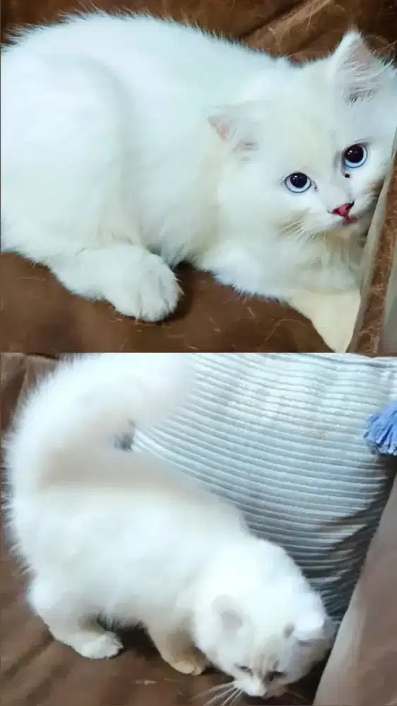 KUCING NS MUNCHKIN JANTAN 3 BULAN