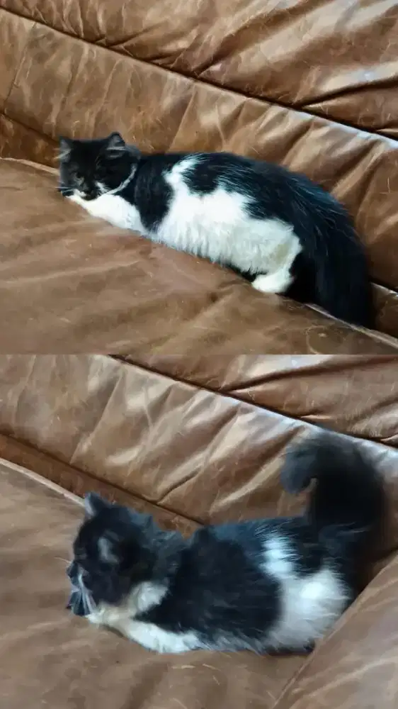 KUCING NS MUNCHKIN BETINA 3 BULAN