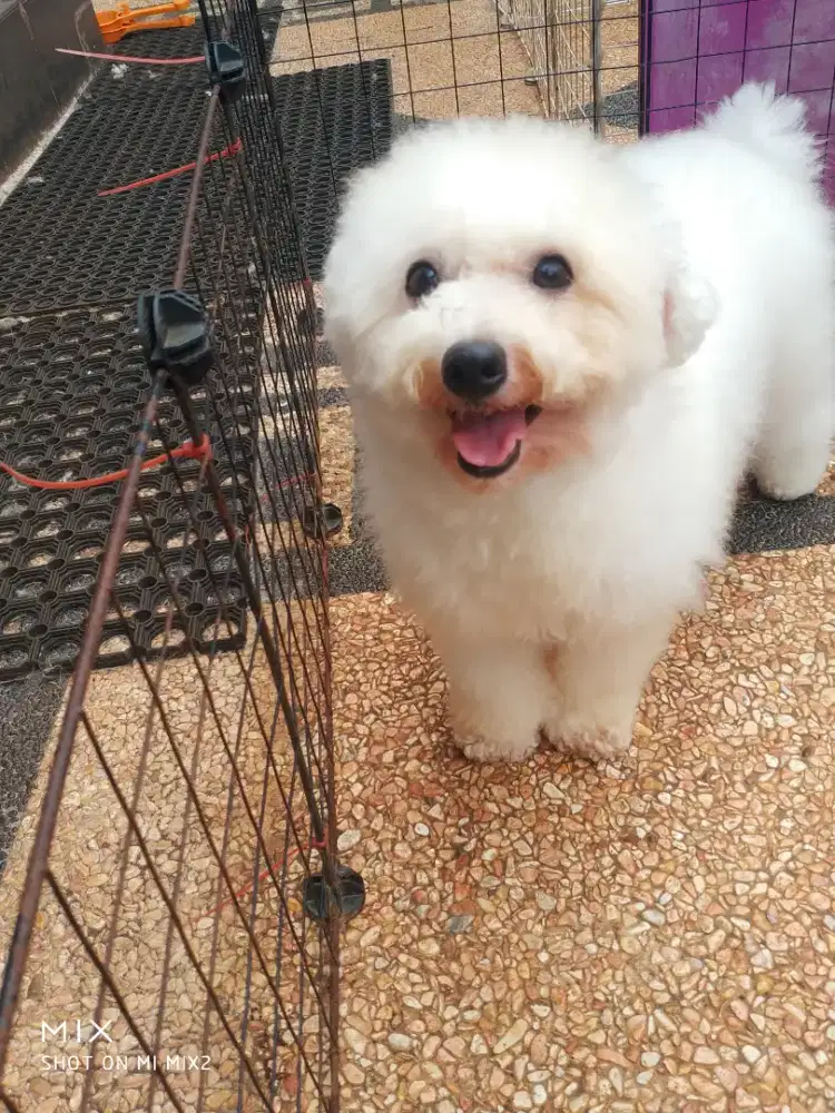 Pejantan Mini Bichon frise