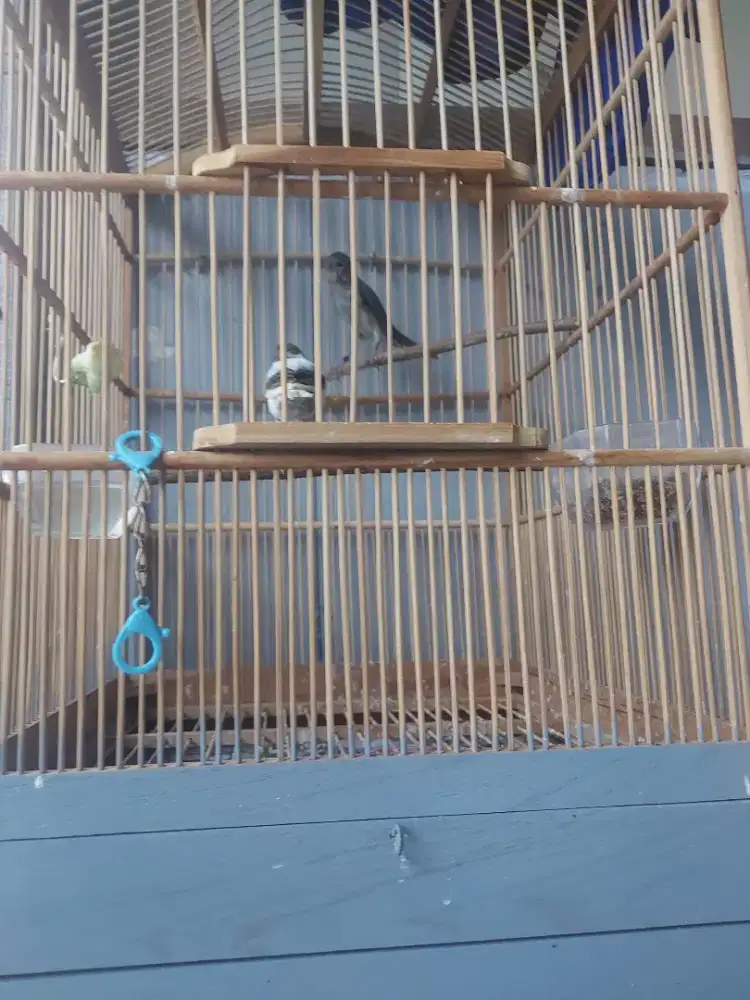 Burung kenari panda&star blue udh gacor fullset