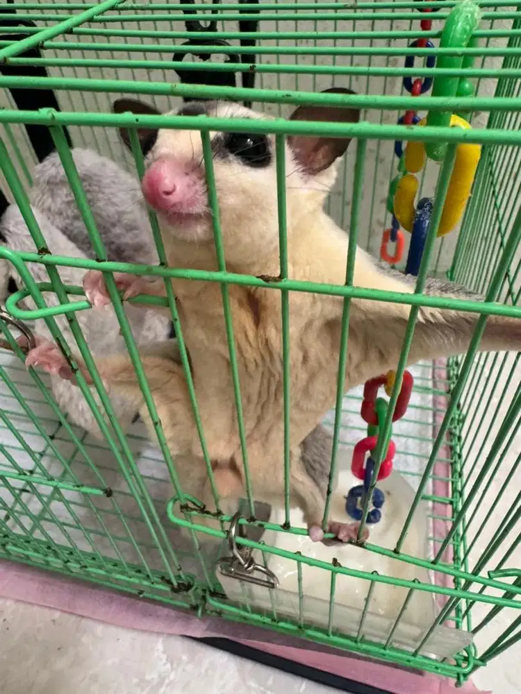 Sugar glider cwo