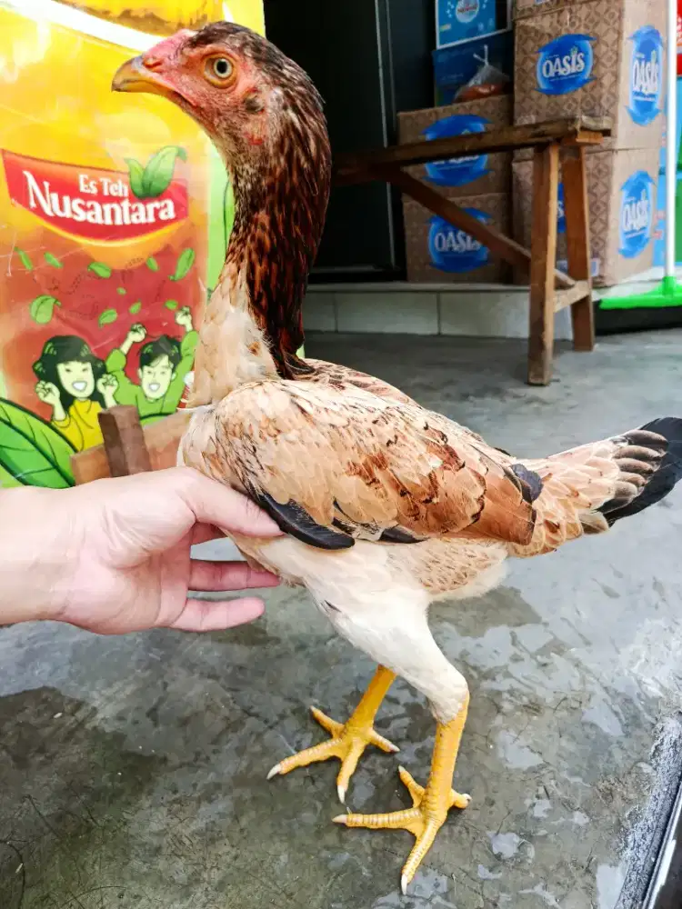 Ayam Shamo Eropa Betina nego