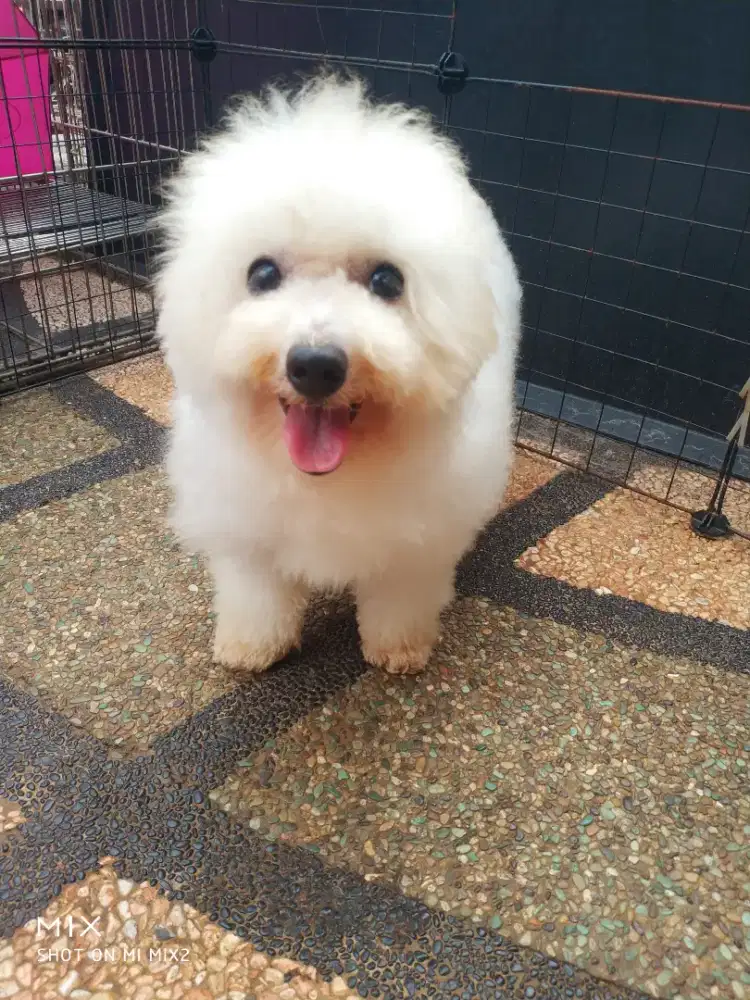 Jual Calon Pejantan Bichon