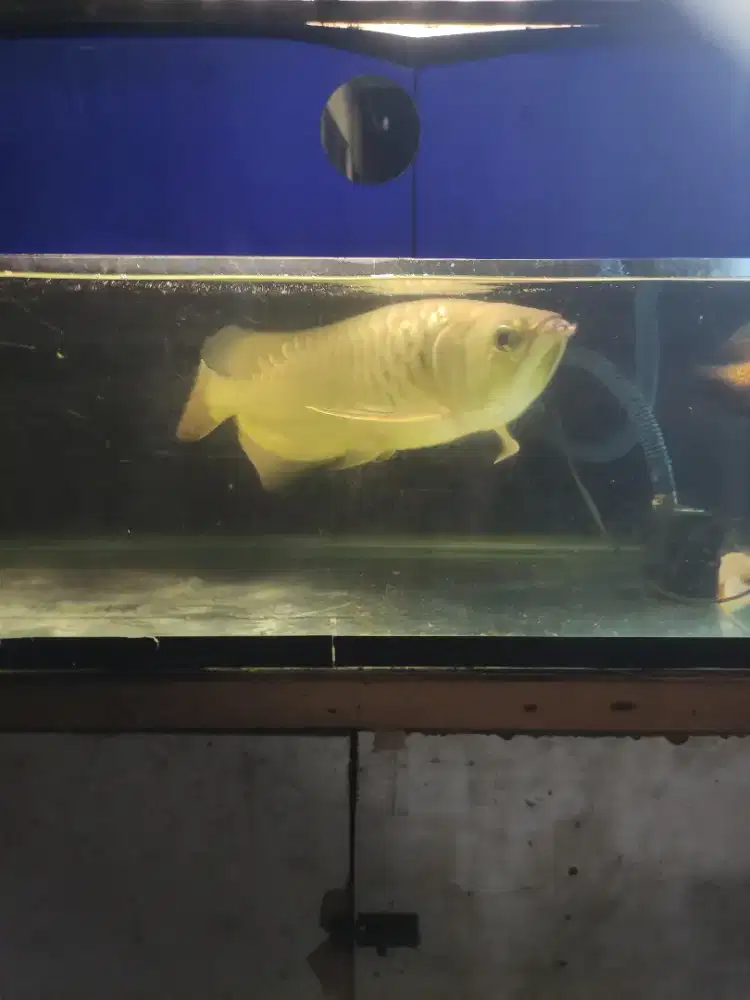 Ikan arwana golden red 40 cm