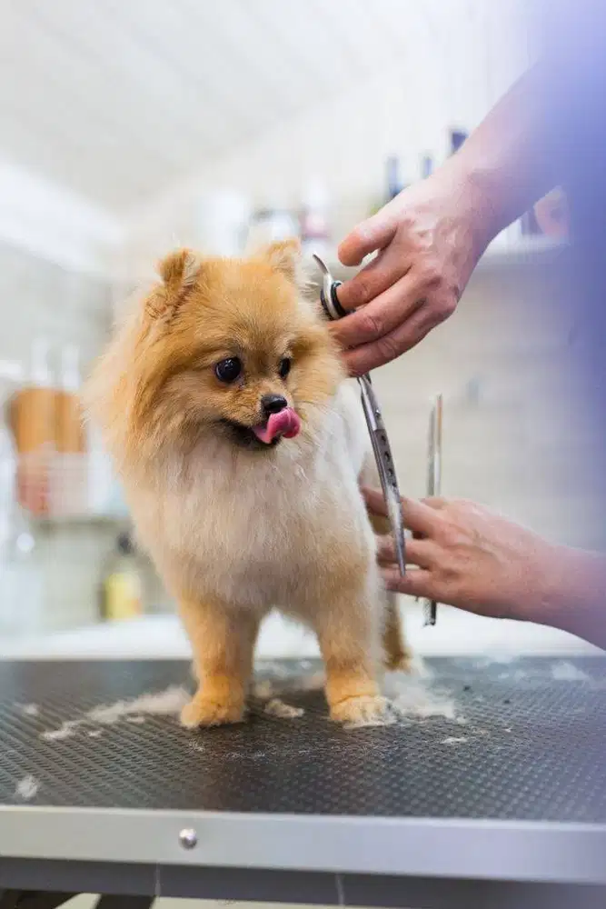 LOWONGAN KERJA GROMEER HEWAN