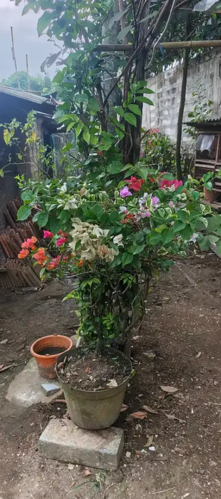 Bunga bougenville 6 warna