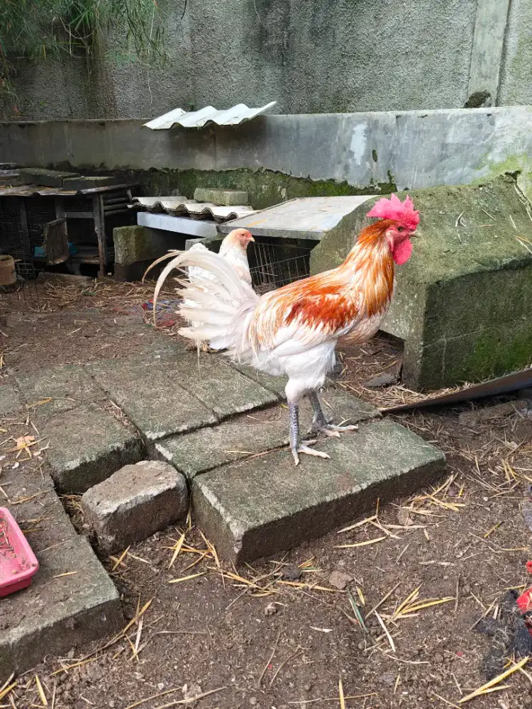 Ayam Pelung Jantan babon