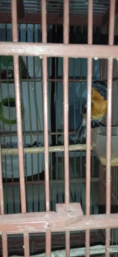 Burung mugimaki udah mapan