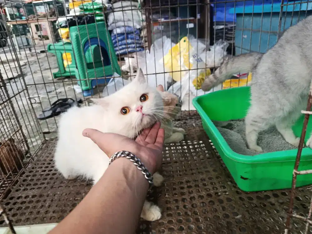 KUCING BSH SEPAKET 3E DEPOK