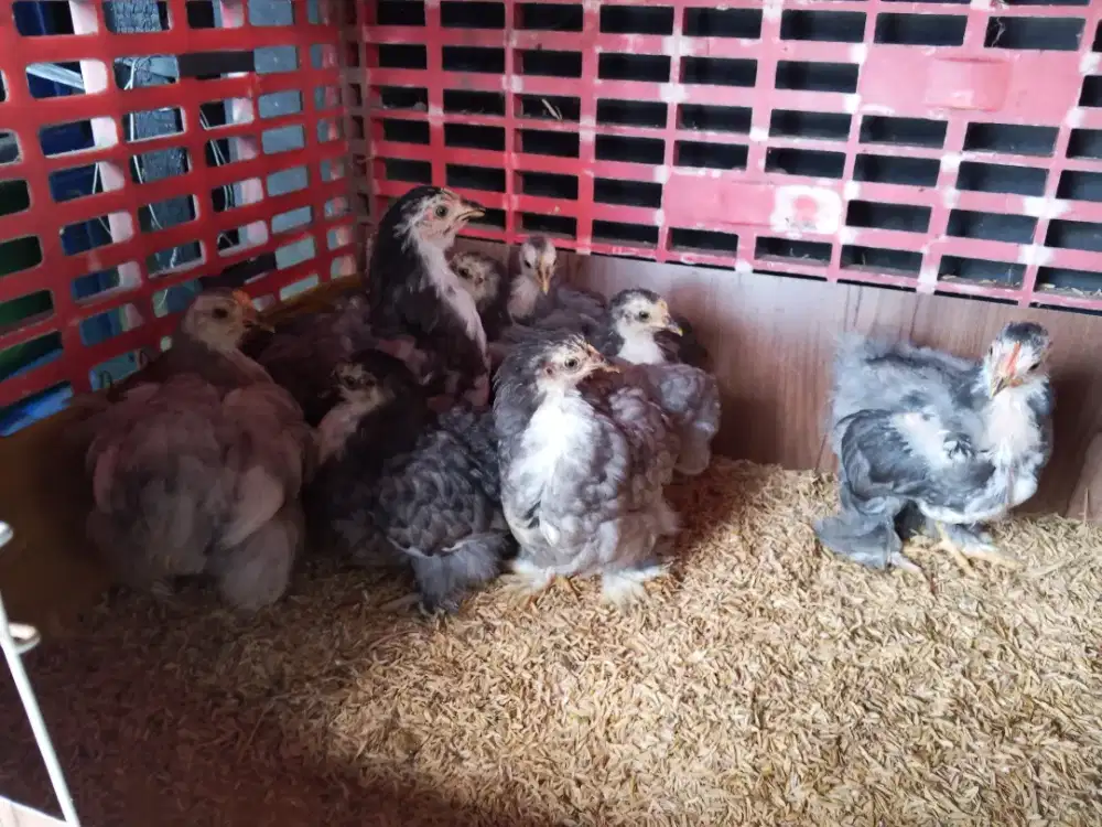 Ayam Pekin / Blue Bantam Chocin