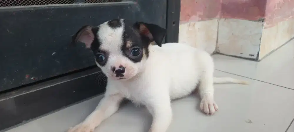 Anakan Chihuahua pure (non STB)