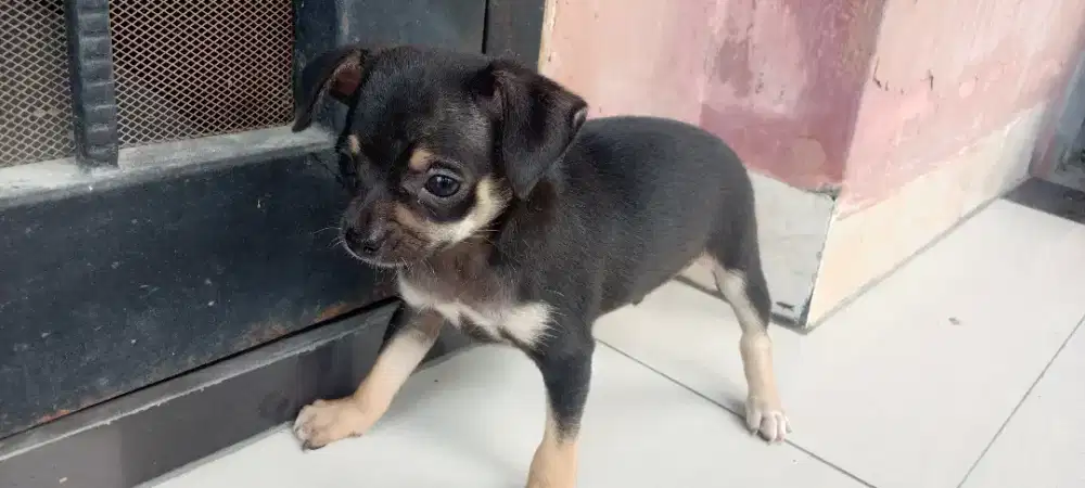 Anakan Chihuahua pure (non STB)