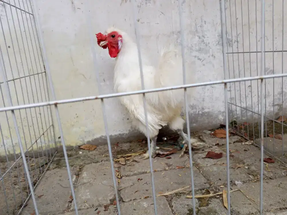 Jantan ayam kapas murah