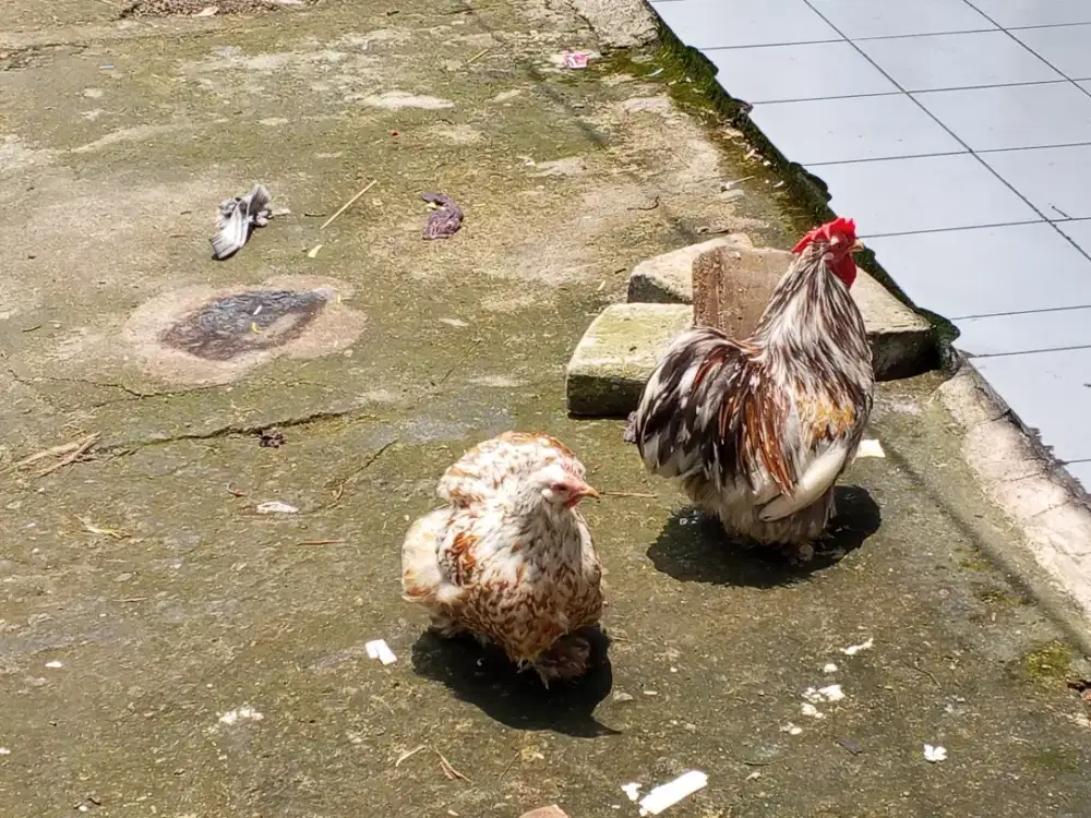 Sepasang Ayam Pekin / Bantam Chocin