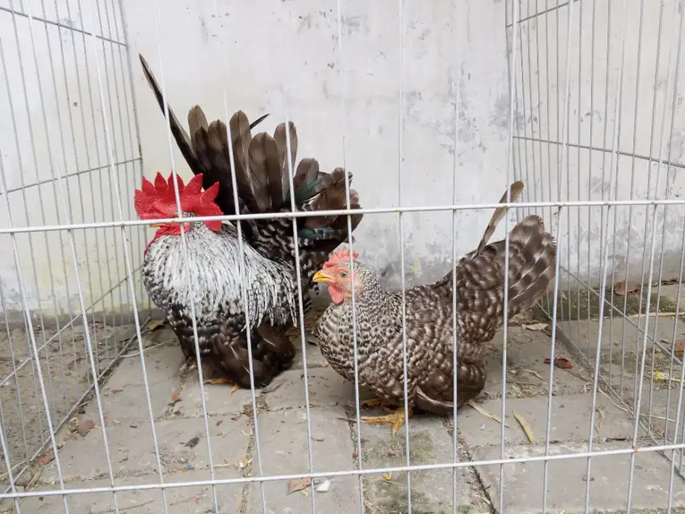 Indukan Kate Jali Ceper Sepasang