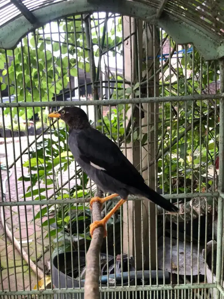 Jalak nias gacor burja