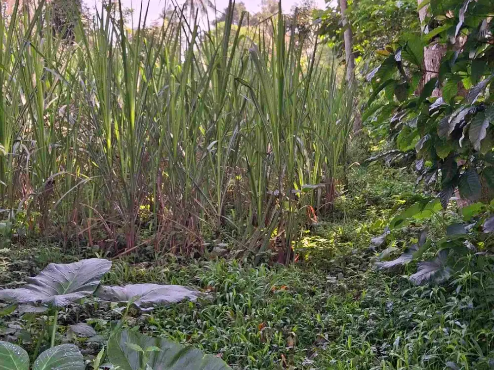 Kebun Tebu Siap Panen Dekat SMAN Taruna Nala Malang