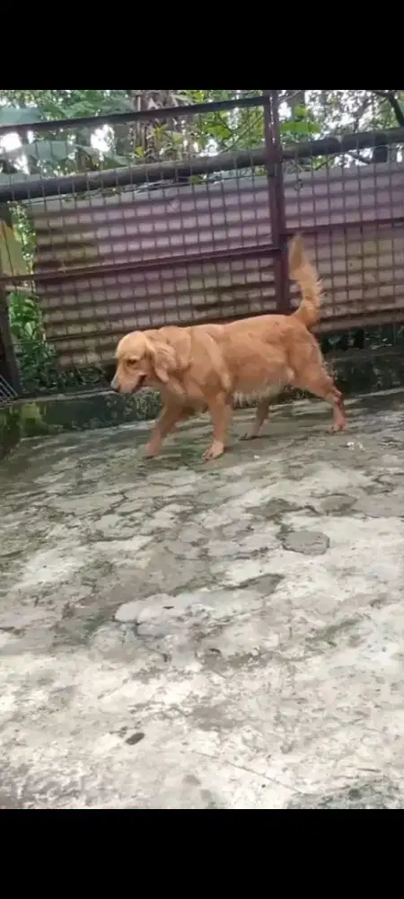 Golden betina cantik