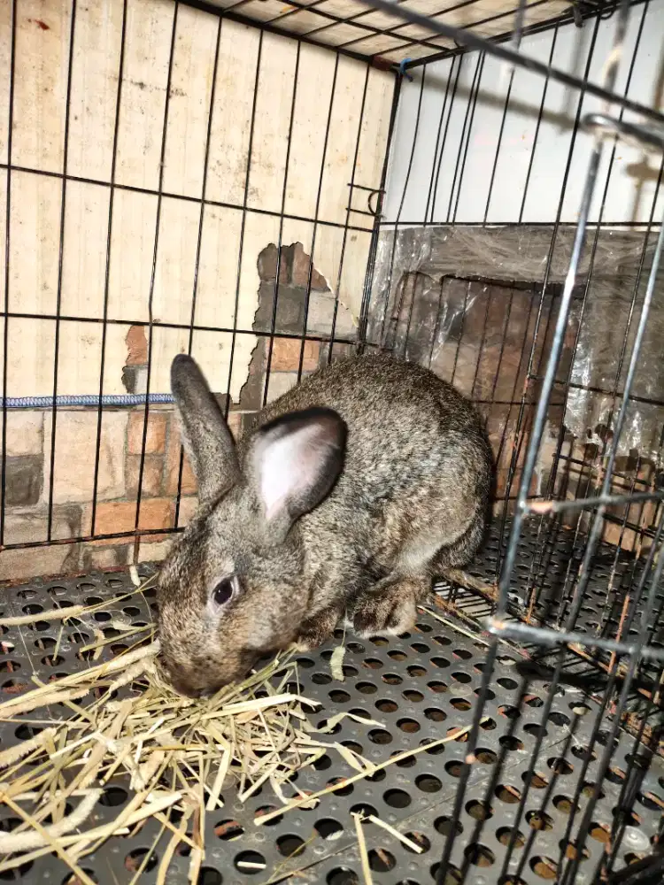 Kelinci jantan siap kawin