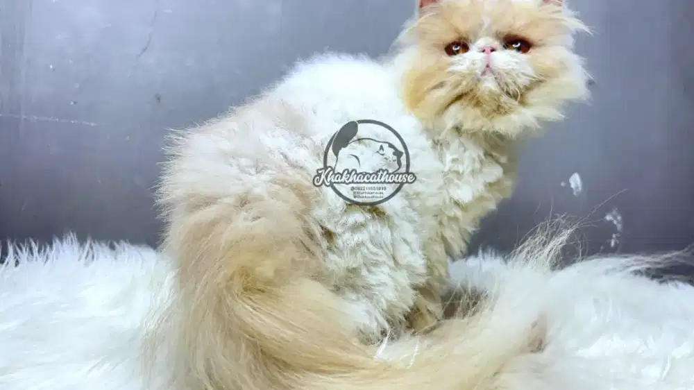 Persian Peaknose Jantan cakep ganteng