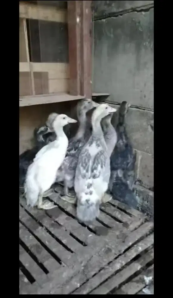 Anakan entok milenial