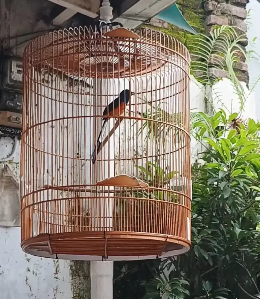 Borongan aia biar cepat