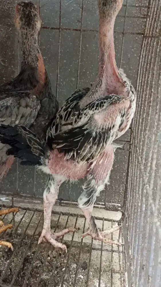 Ayam bangkok pakhoy jantan