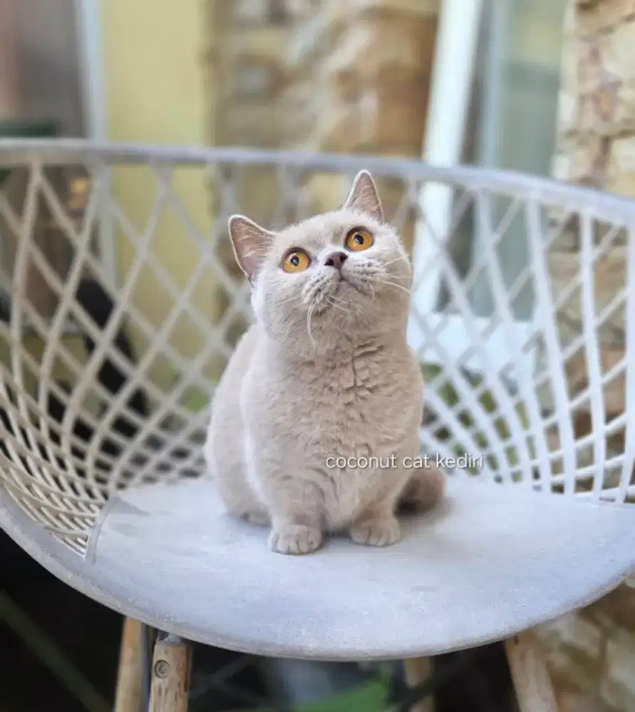 Kucing Munchkin BSH betina