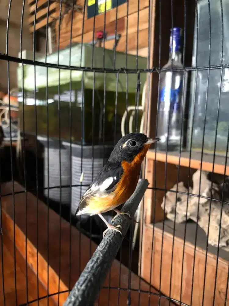 Burung mugimaki cocok buat aviary