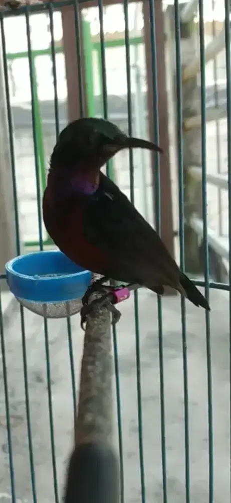 Burung kolibri ninja natuna gacor