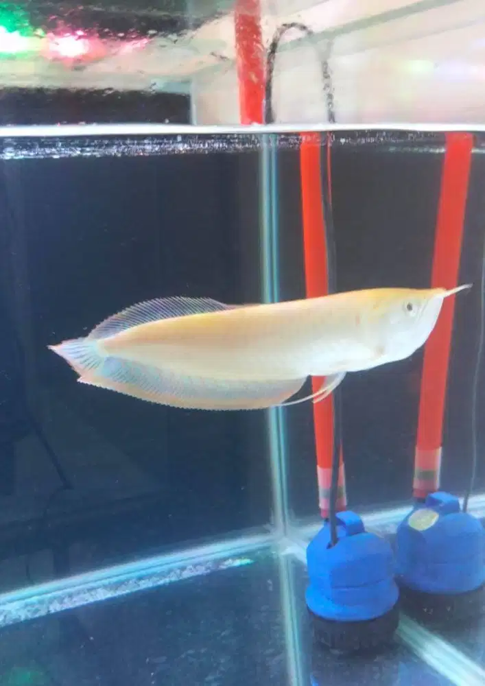 Arwana silver albino 25cm