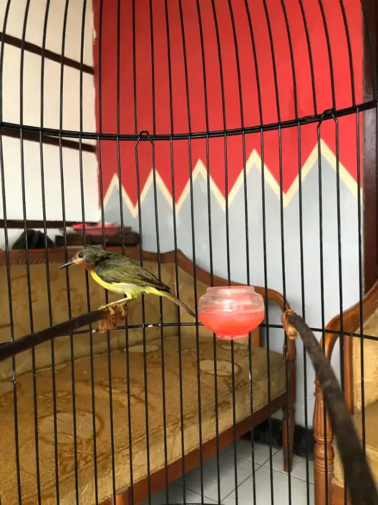 Burung kolibri kowul betina