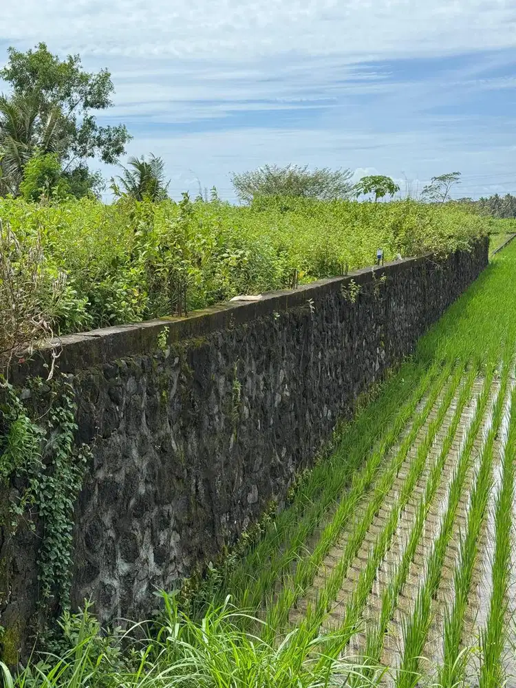 JUAL CEPAT Tanah Pinggir Jalan Raya Nagung-Wates, Kulon Progo, DIY.