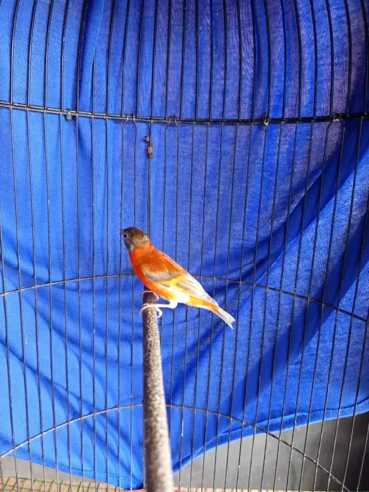 Red siskin double dilute