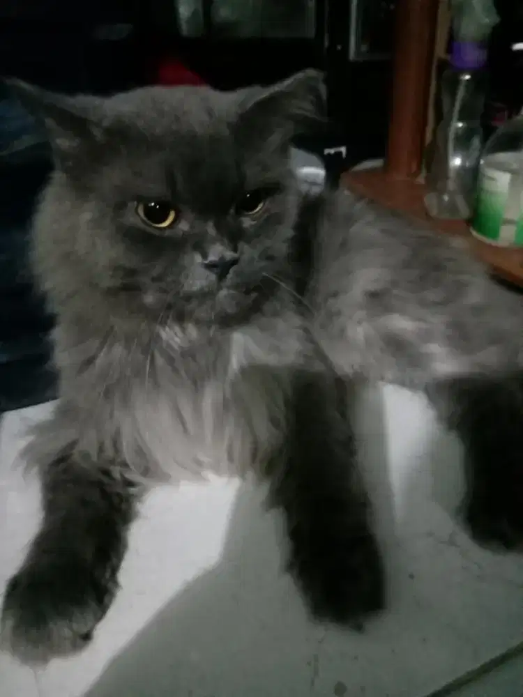 Kucing persia jantan manja