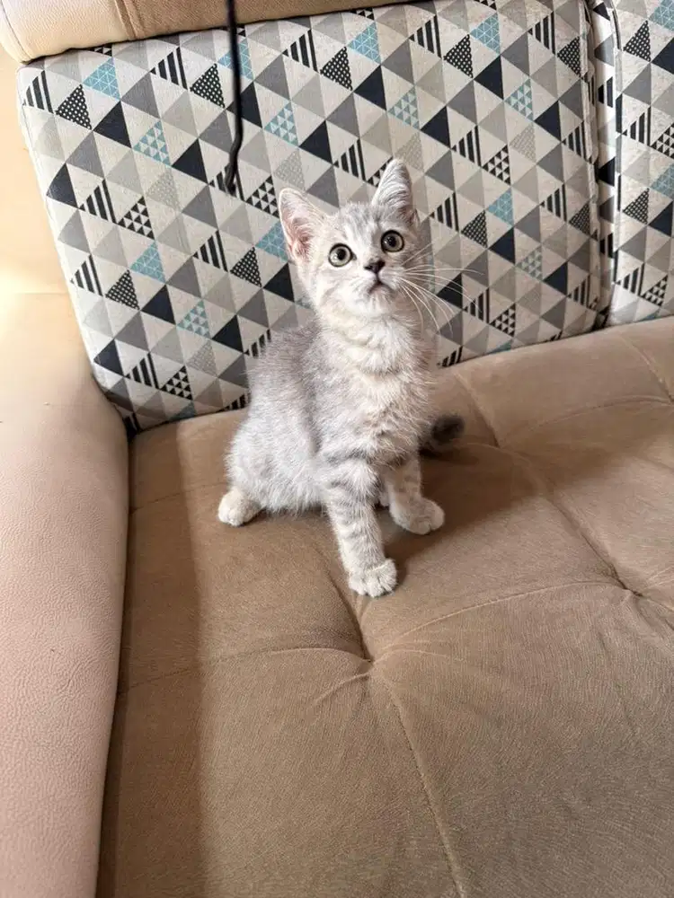 Kucing Bsh Munchkin Ns