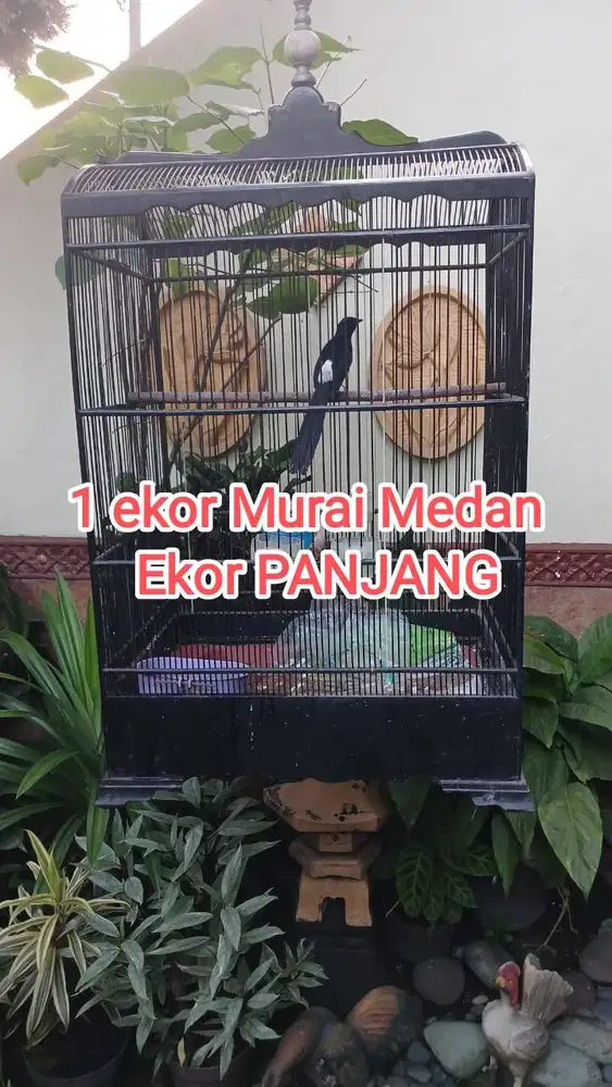 Burung Murai Medan Ekor Panjang 2 jt nego