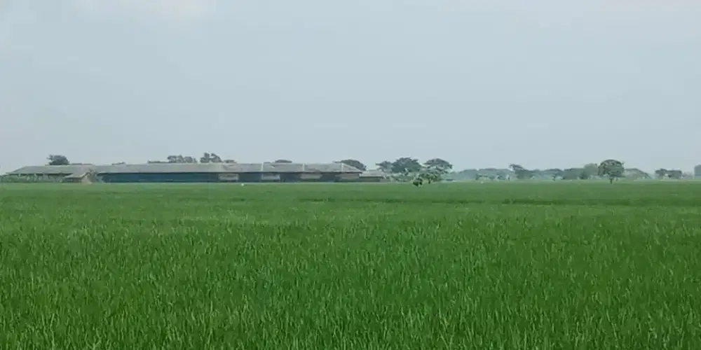 Dicari yang bisa bantu jual Sawah