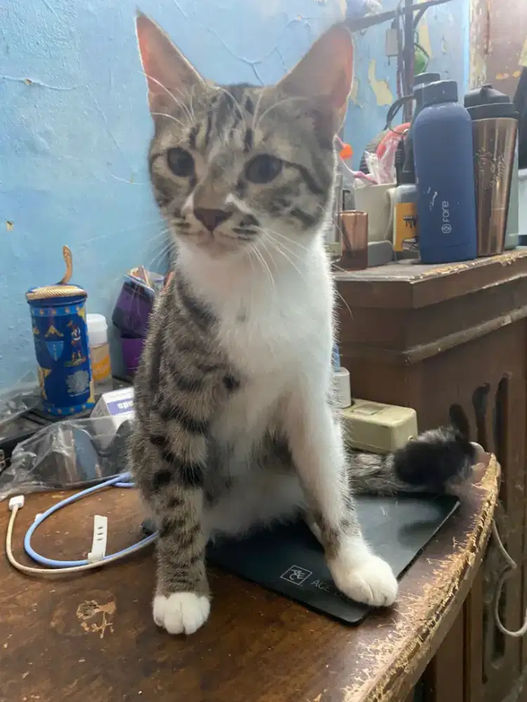 Kucing gratis buat yang mau adopt