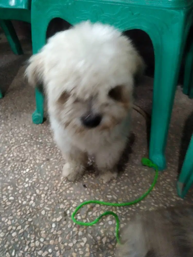 Shitzu mix umur 3 tahun