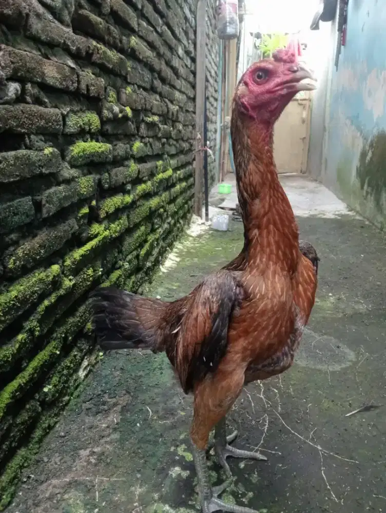 Ayam Betina Mangon Silangan Bangkok trah bulbi