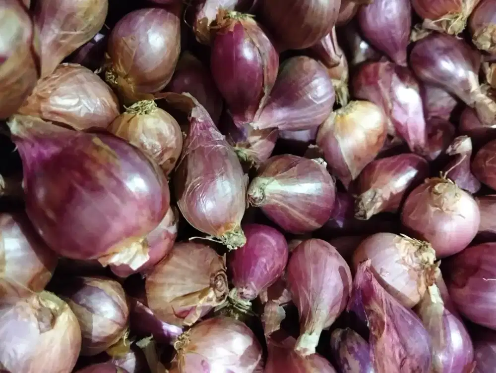 Bawang merah Brebes asli