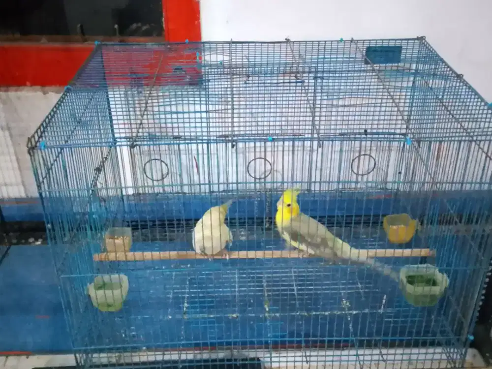 3 burung fullset edisi pensiun
