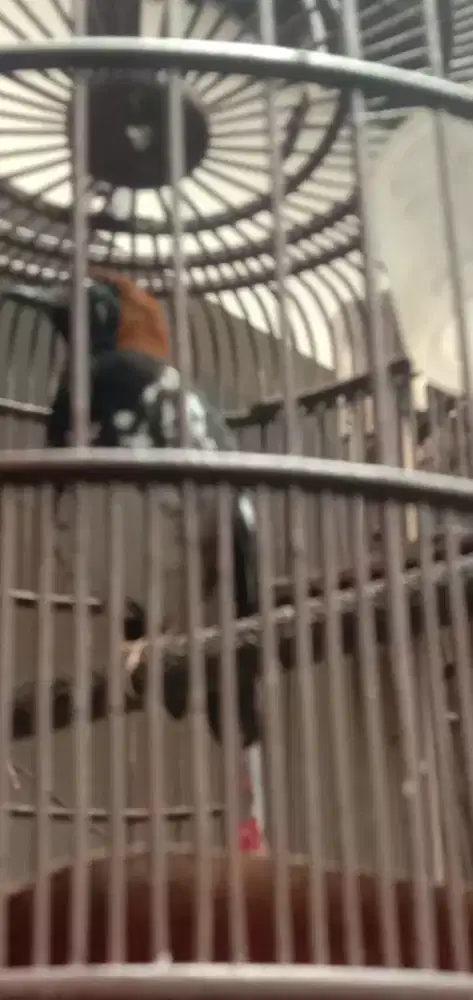 jual ak lokal mulus bunyi msih malu dikrodong