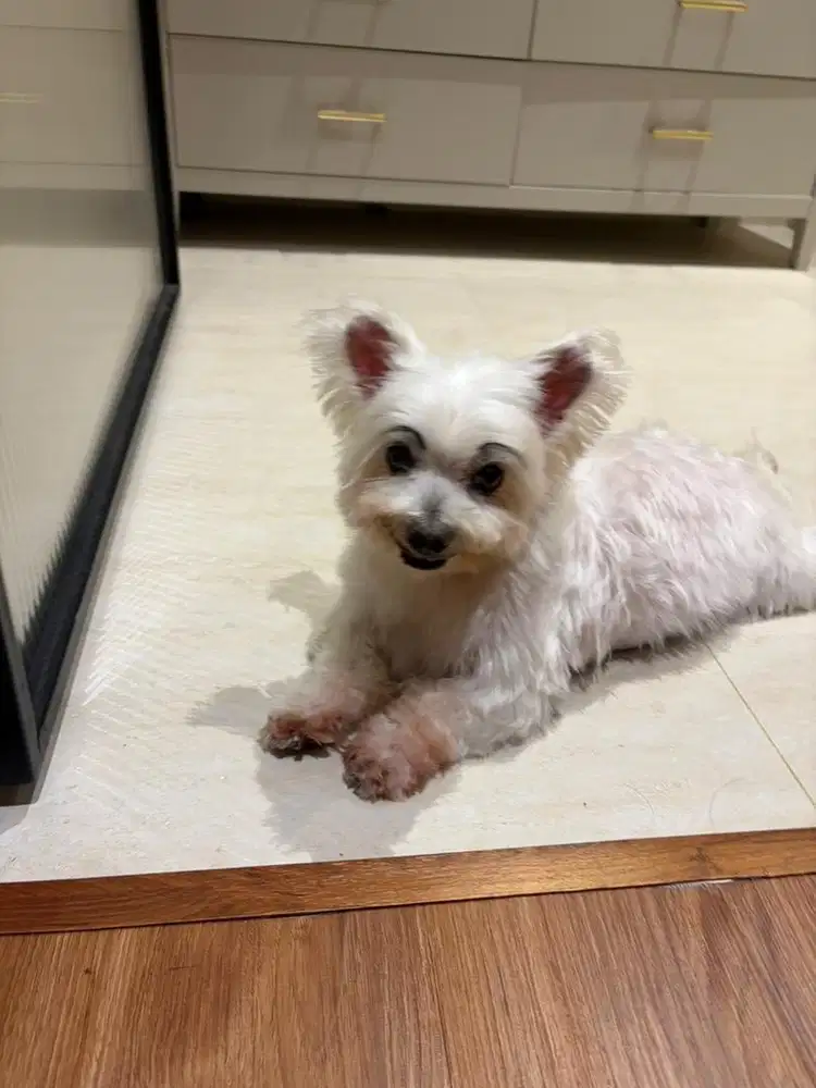 Dicari ART Perempuan