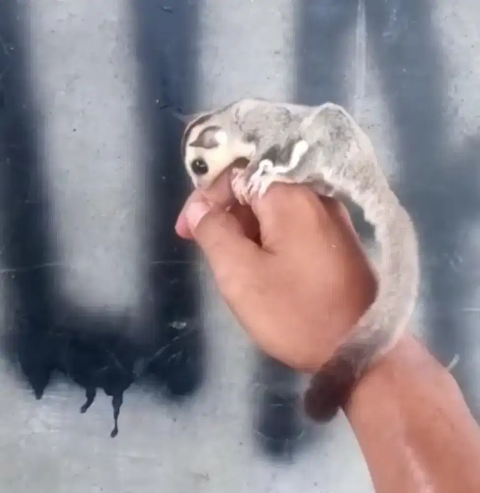 Sg white face jantan