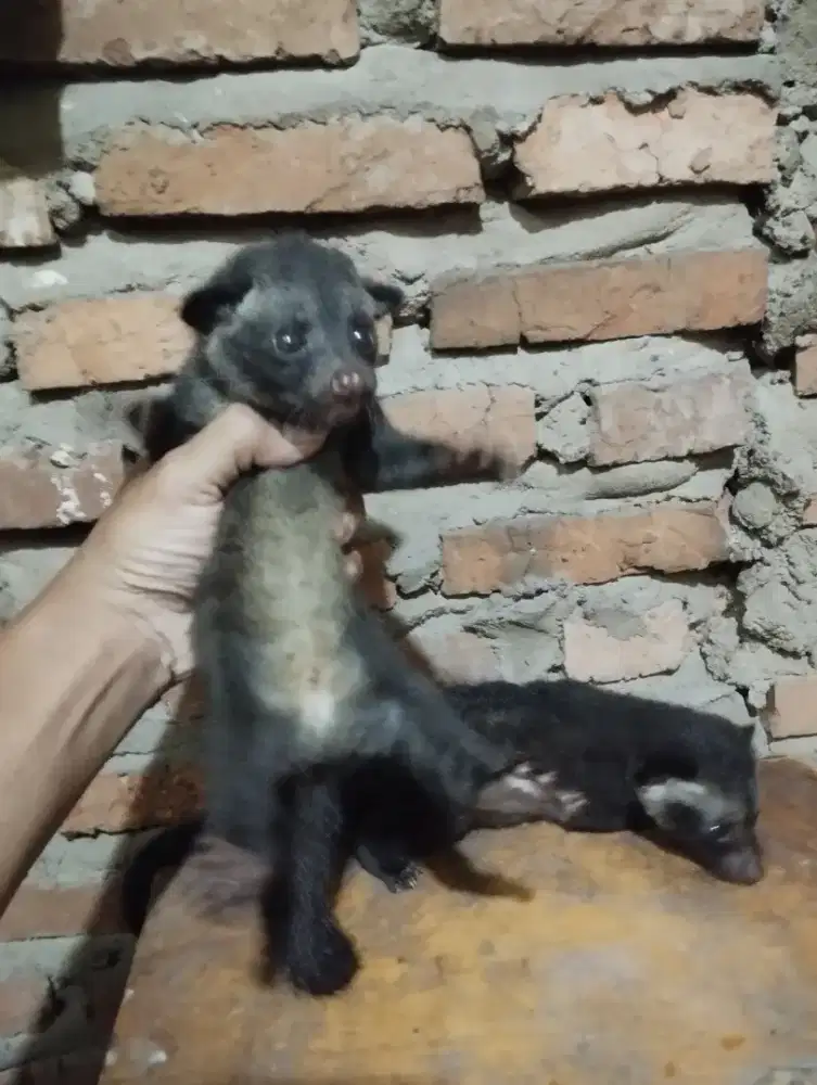 anakan musang pandan