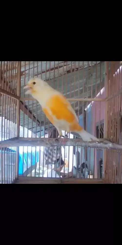 Dijual cepat kenari bunyi 450